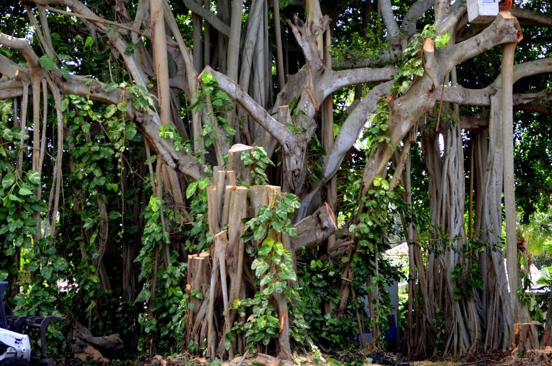 Banyan tree